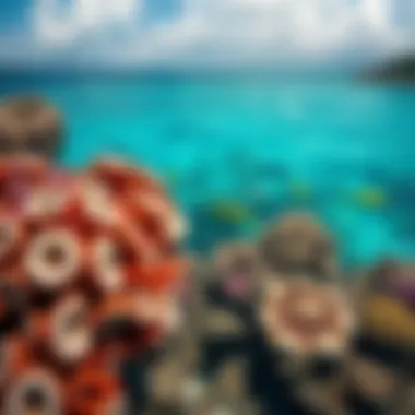 Breathtaking Coral Reefs of the Cayman Islands Vibrant coral reefs in the Caribbean Sea