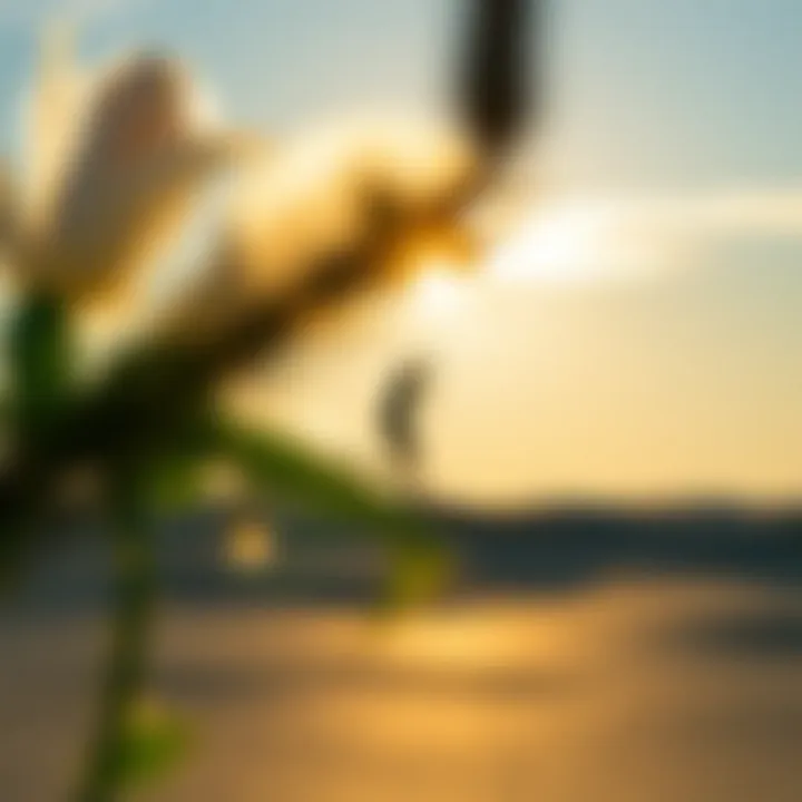 A tranquil beach scene highlighting environmental considerations for nekitesurfing