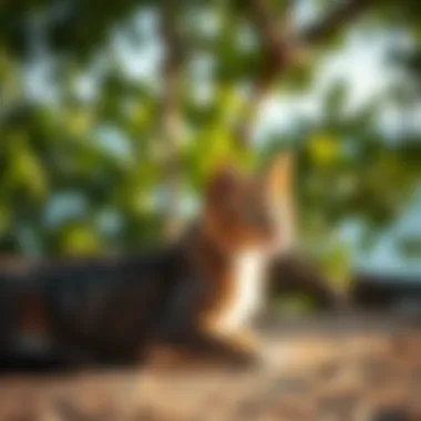 Exploring Cat Island, Bahamas: A Gateway to Tranquility and Feline Companionship Summary Exploring Cat Island, Bahamas: A Gateway to Tranquility and Feline Companionship Summary