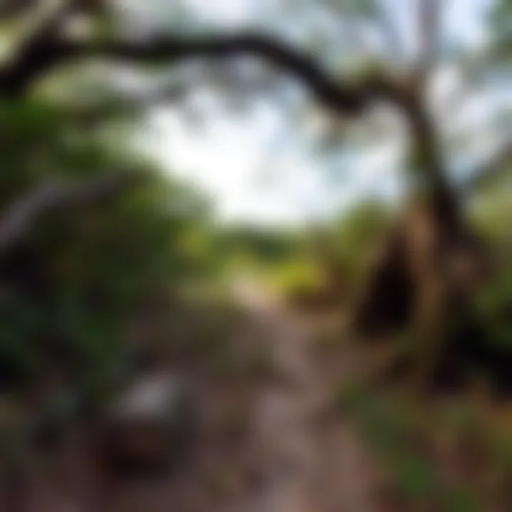 Nature trails and wildlife surrounding Fort Clinch