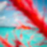 A stunning view of kitesurfers gliding over turquoise waters in Aruba
