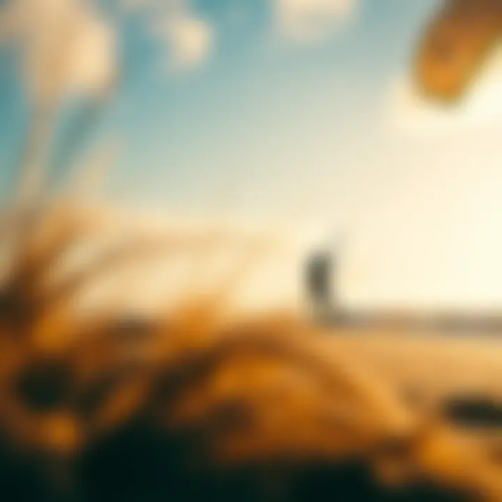 Ideal Kiteboarding Conditions Windy beach conditions perfect for kiteboarding