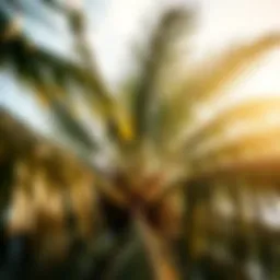 Exploring the Coconut Palm in St Lucia: An In-Depth Study Introduction