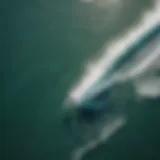 Aerial view of a kiteboarder riding waves near a coastal swell magnet.